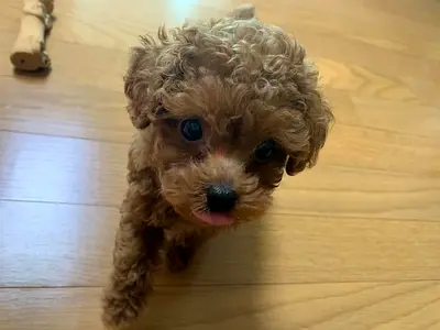Cute Teacup Toy Poodle Puppy Available for a Loving Home