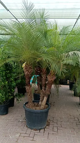 Potted Phoenix Palm Cluster (Multiple Trunks) - Healthy Mature Specimen