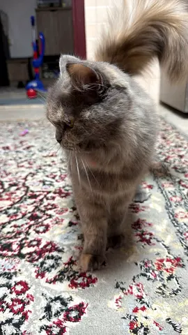 Cute kitty cat For free adoption