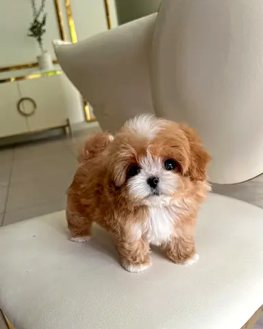 Tiny fluffy Maltipoo mix puppy - adorable and playful