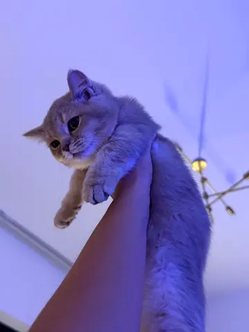 Friendly Munchkin kitten looking for a new home - playful and cuddly. 1YO , vaccinated and passport
