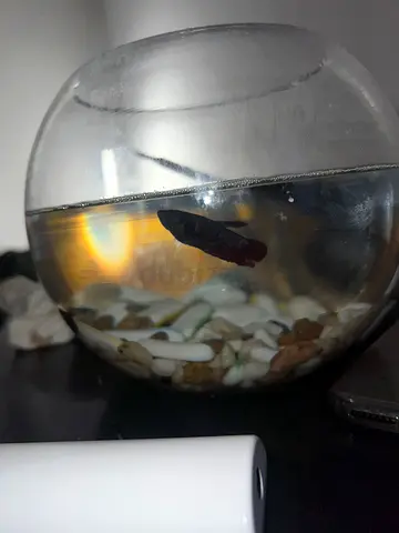 Small betta fish (female) in bowl with decor - ready stone to rehome 50aed for all