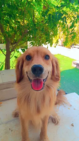 GOLDEN COCKER  FEMALE PUPPY 5 MONTHS OLD