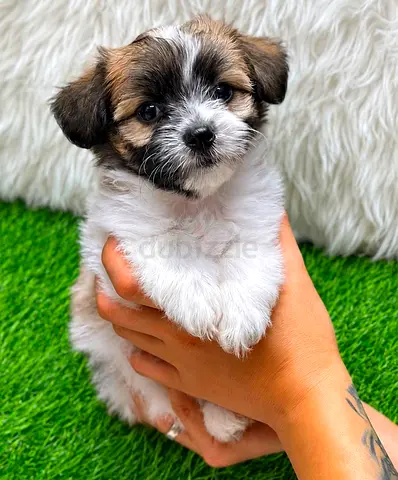 Healthy 8-week-old Shih Tzu mix puppy looking for a home