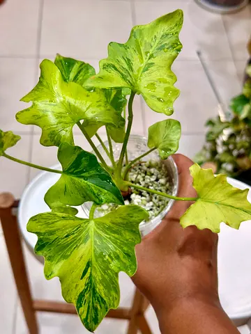 Variegated Selloum. AED300/-. Pickup near financial center metro. Delivery can be arranged  #Variega