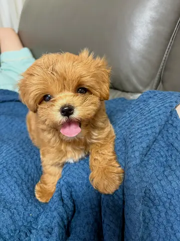 Adorable Maltipoo Teacup Puppy friendly companion