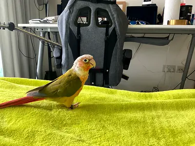 Green-Cheeked Conure – Mango – Looking for a Good Home