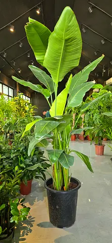 Large birds of paradise 190cm