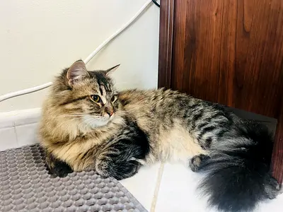 Female Cat