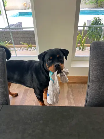 Puppy 11 months for adoption