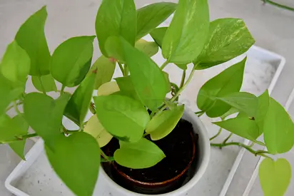 4 Potted Money Plants for Sale in Al Reef