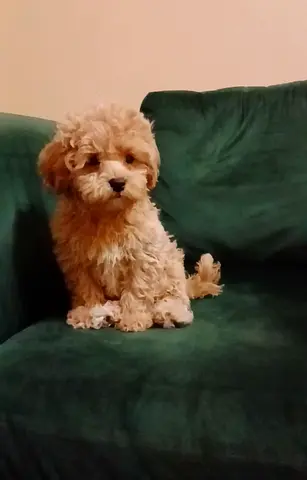 Maltipoo puppy's