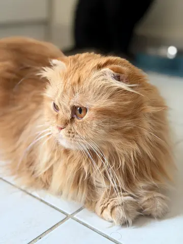 Bubly is looking for her forever home