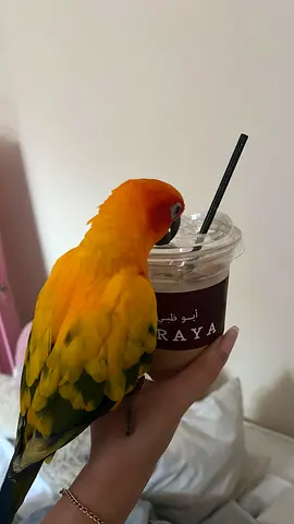 Hand-raised Sun Conure (friendly, tame) ready for rehoming