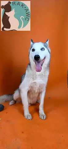 Adorable LOKI