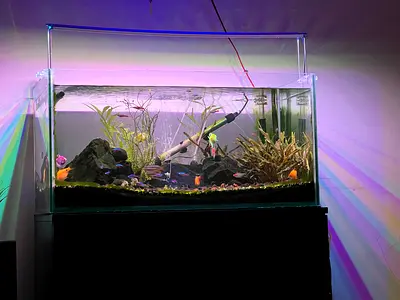 80cm Aquarium Fish Tank with Plants, External Filtration and Fish