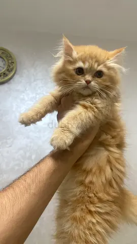 Charming Ginger persian kittens looking for new home - friendly & Playful