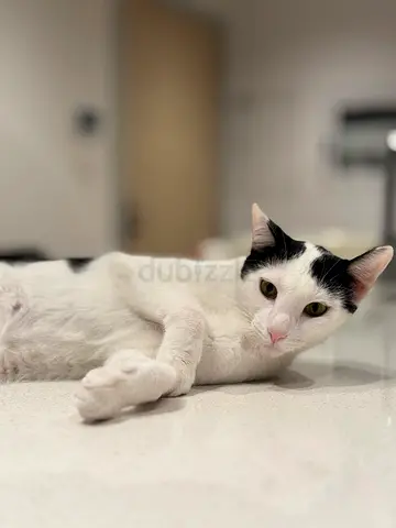 Friendly adult black-and-white cat available for adoption