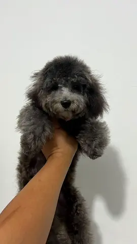 Cute grey toy poodle puppy friendly, healthy, ready for a home