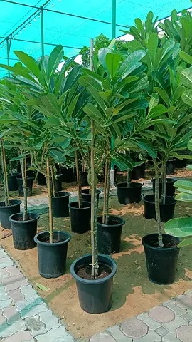 Potted Frangipani tree— multiple healthy plant