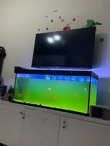 Big fish tank