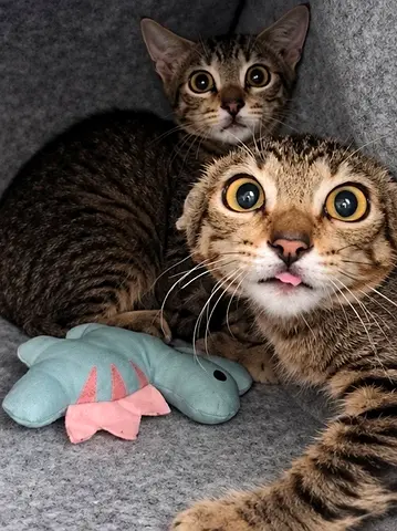 young kittens looking for a loving home