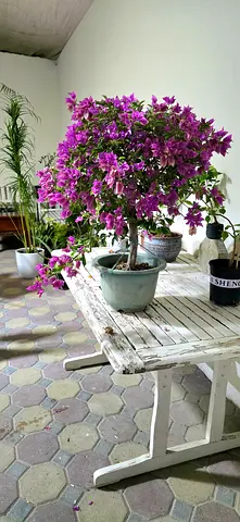 Bougainvillea  bonsai