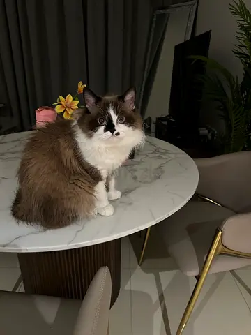 Cat for adoption