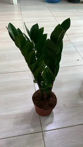 Healthy ZZ Plant (Zamioculcas zamiifolia) in Pot - Free delivery