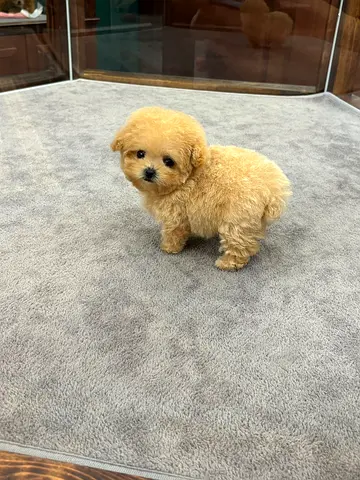 Tiny apricot teacup puppy — friendly and cuddly