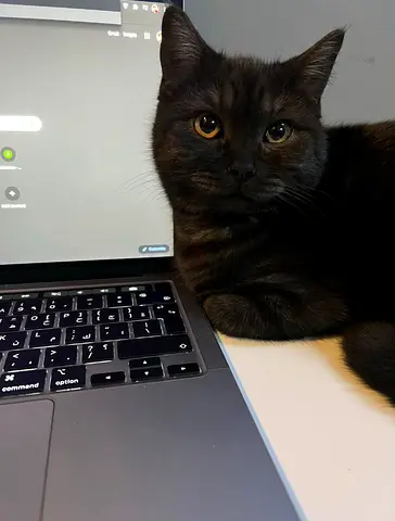 Cat fir adoption