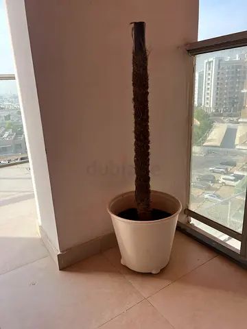 Plant pot