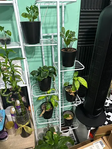 Plant Stand