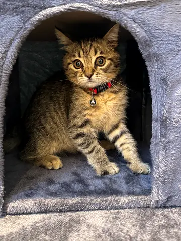 Kitten for adoption