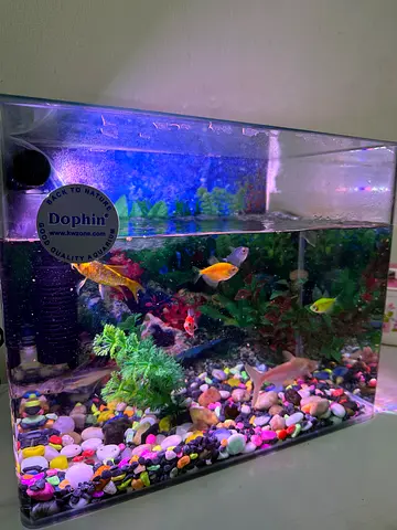 Fish for free adoption with aquarium accessories.