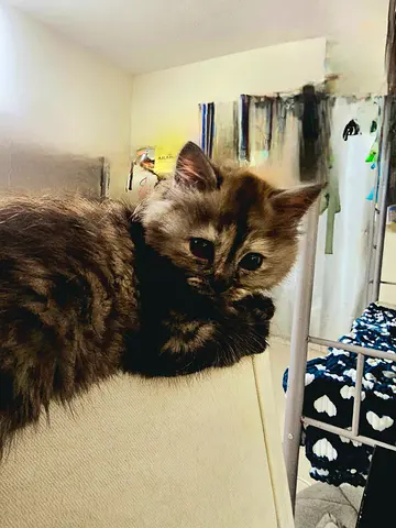 Friendly young longhair female kitten looking for a new home