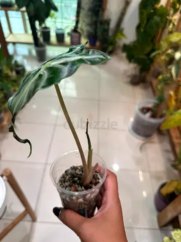 Alocasia Venom. Aed150/-. Pickup near financial center metro. Delivery’s can be arranged Last pic of