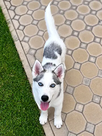 Husky 10 Month Old Looking for Family