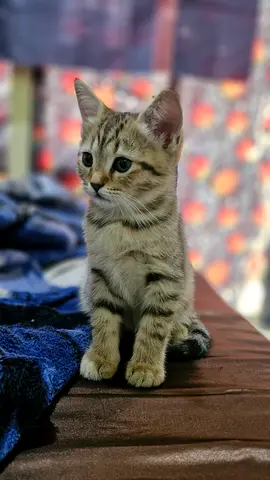 friendly kitten available for adoption — playful & healthy