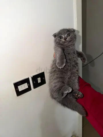Female Pure Scottish Fold Kitten