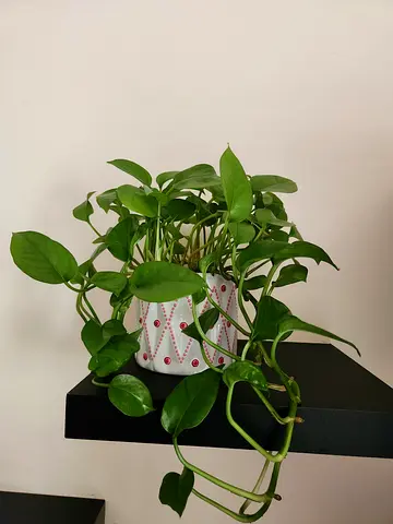 Indoor plants