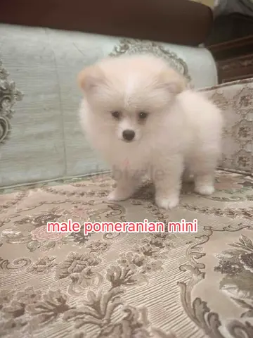 Male Mini Pomeranian Puppy for Adoption