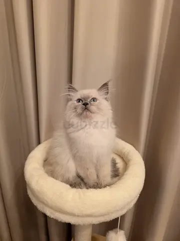 Royal Ragdoll Blue point /Fluffy 70 days Kitten - Friendly Male Ready for Adoption