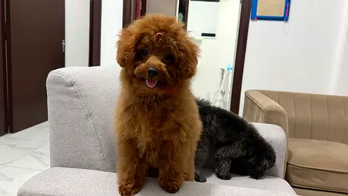 Red brown toy poodle, playful and friendly ready for new home