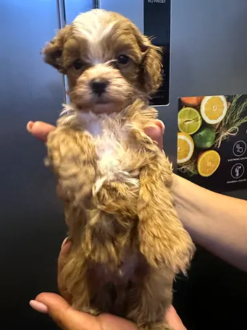 Poodle male puppy