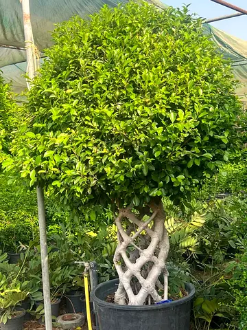 Braided Trunk Potted Ficus Tree — Mature Topiary, Ready for Garden or Home