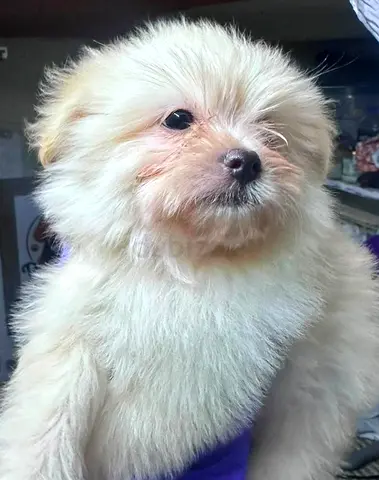 Fluffy cream Pomeranian - Poodle puppy — friendly, healthy, vaccinated
