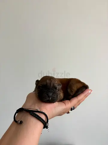 Purebred Chow Chow puppies are looking for their forever families.
They will be very fluffy, with la