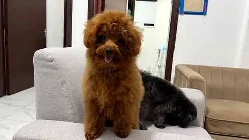Friendly red  brown toy poodle puppy, house-trained and playful is looking for a new home