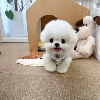 Adorable Mini Bichon Puppy - playful and friendly
